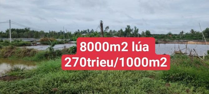 8000m2 lúa 270 triệu/1000m2 Đức tân_Tân trụ_Long An Sổ hiện đường