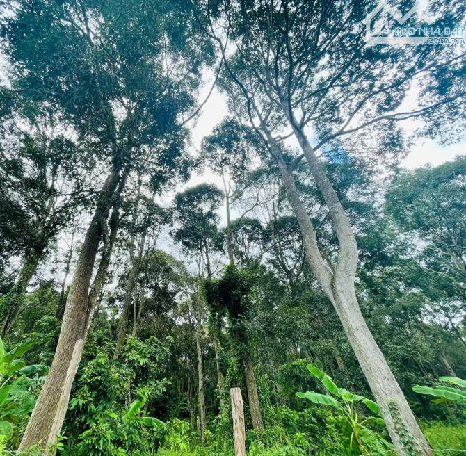 LÔ ĐẤT CẠNH RỪNG NGUYÊN SINH QUỐC GIA, CÓ THỔ CƯ, CÁCH SUOI RAO ECOLODGE CHỈ 1KM - 6