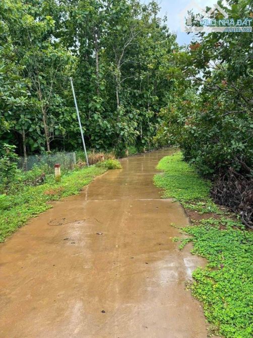 CẦN BÁN NHÀ VƯỜN DT: 1050M2(20MX50M) NHÀ CẤP 4  KHU DÂN CƯ GẦN SÔNG CHỈ 650 TRIỆU - 2