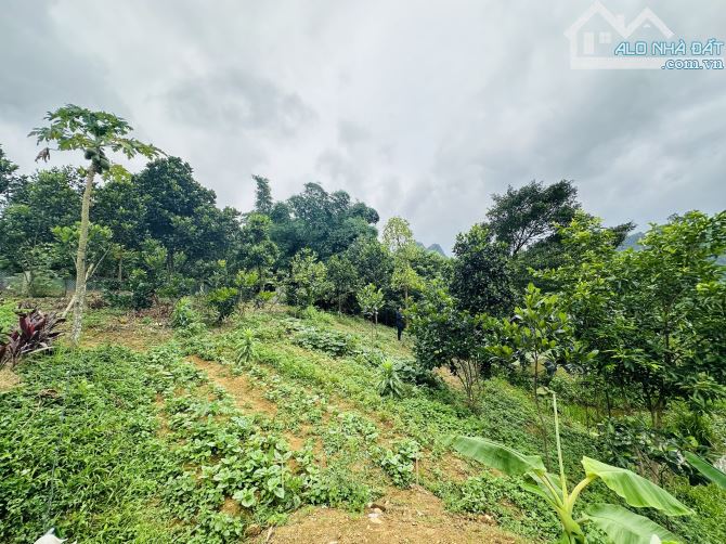 BÁN GẤP LÔ ĐẤT SIÊU PHẨM SẴN NHÀ VIEW CÁNH ĐỒNG BÁM AO CÓ DT 1240m2 GIÁ RẺ CHỈ 2,x TỶ - 1