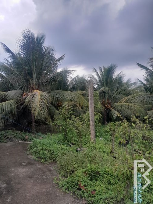 Bán 3000m2 đất trồng dừa có 300m thổ cư  xã song bình - 3