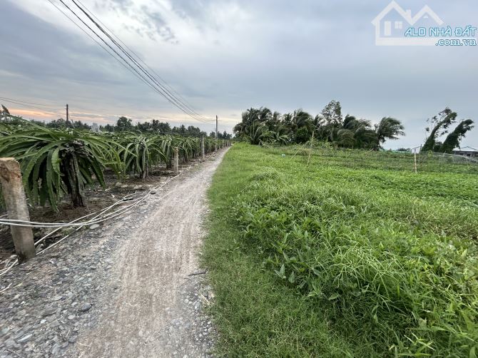 ✅ Đất lúa Phú Ngãi Trị, đường giao thông 4m, 2 mặt tiền _ DT: 38 x 47m2 ( 1700m2) - 3