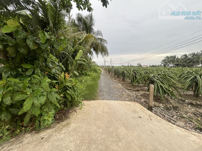 ✅ Đất lúa Phú Ngãi Trị, đường giao thông 4m, 2 mặt tiền _ DT: 38 x 47m2 ( 1700m2) - 5