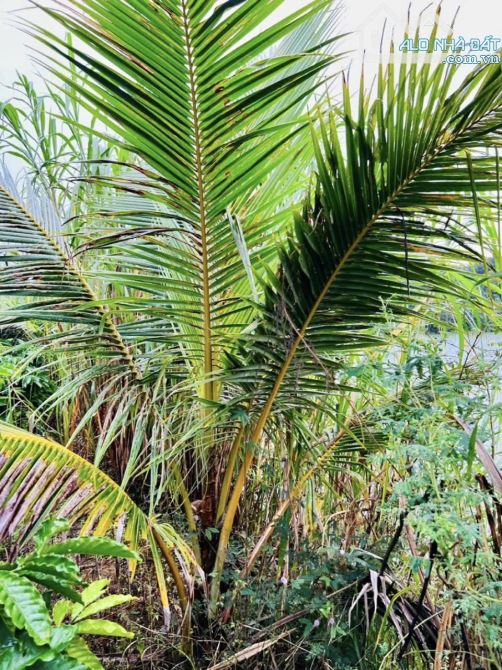 ✨ Chỉ 700TR là anh chị đã sở hữu 1 LÔ ĐẤT ÔM TRỌN HỒ 3.952m2 (thực tế sử dụng đến 7.000m2) - 7
