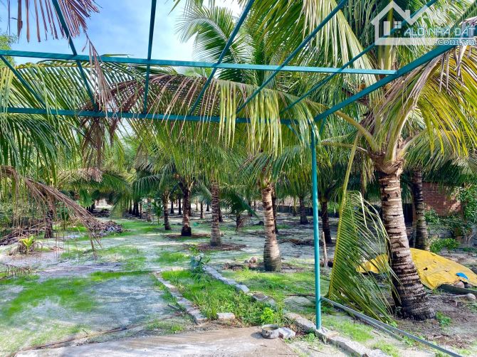 Đất 2.883m2  có nhà cấp 4 gần 100m² , vườn trái cây, vườn dừa, cách Lý Nam Đế 750m. - 13