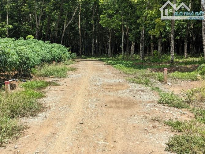 Châu Thành, Tây Ninh cần bán  1 mẫu đất đang trồng cây rất rốt, đường ô tô, sổ sẵn. - 2