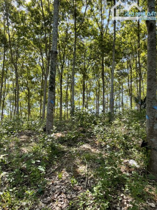 Bán lô đất vườn Cao Su thuộc Trị An, Vĩnh Cửu, Đồng Nai, 7.2ha, giá 43 tỷ 200.