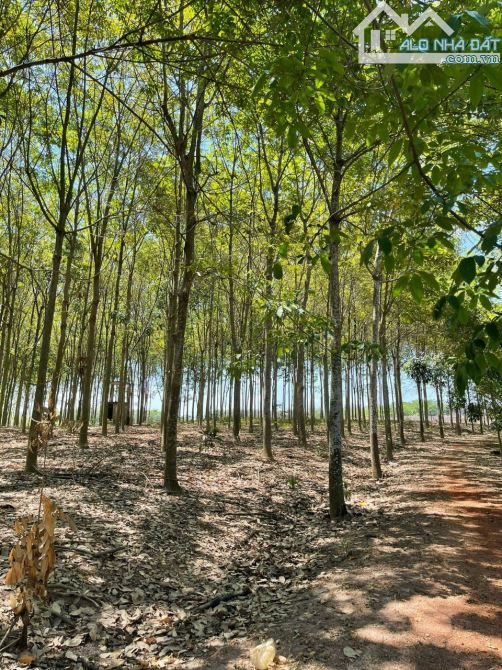 Bán lô đất vườn Cao Su thuộc Trị An, Vĩnh Cửu, Đồng Nai, 7.2ha, giá 43 tỷ 200. - 2