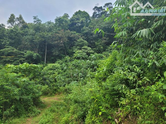 Bán gấp lô đất có diện tích 1,6ha full đất rừng sản xuất thuộc huyện Kim Bôi - Hoà Bình - 1