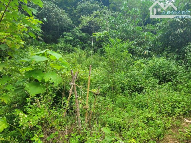 Bán gấp lô đất có diện tích 1,6ha full đất rừng sản xuất thuộc huyện Kim Bôi - Hoà Bình - 4