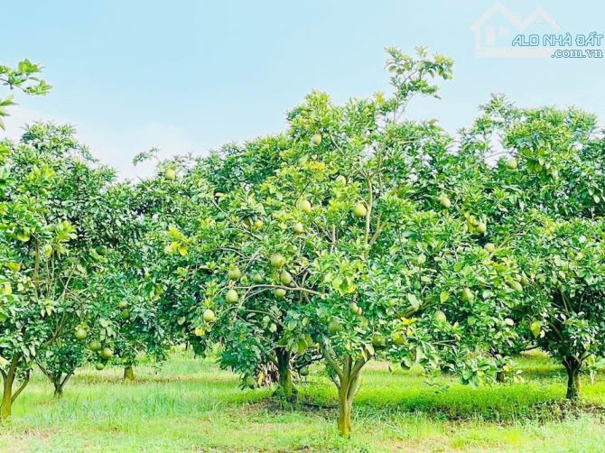 BÁN VƯỜN BƯỞI SAI TRĨU QUẢ TX.PHÚ MỸ, TRƯỚC GIÁP ĐƯỜNG NHỰA, SAU SUỐI BAO QUANH - 3