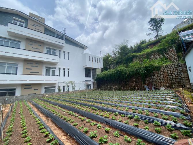 Bán đất mặt tiền đường nhữa đồi huy hoàng phường 8 đà lạt