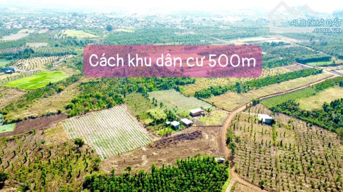 KẸT TIỀN CHỦ NHÀ CẦN BÁN GẤP 9000M2 ĐẤT ĐANG TRỒNG SẦU RIÊNG TP BMT