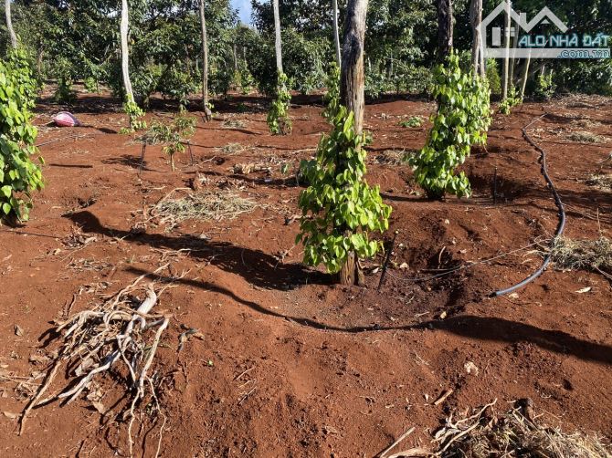 Rẫy gần chợ giá rẻ, 2ha5 sầu riêng,  MẮC CA, cà phê, tiêu 4 tỷ 3. (Cách chợ 5 phút) Eahleo - 3