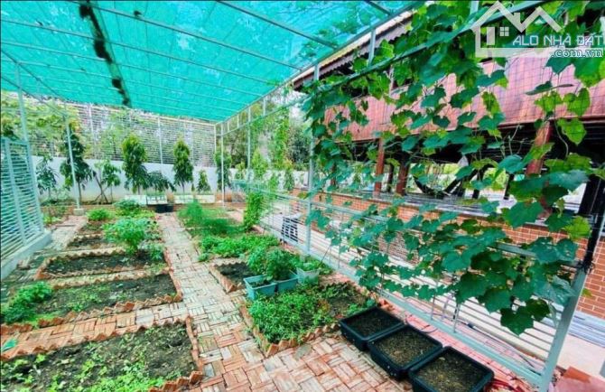 Nhà vườn đến 1234m2 mặt tiền đường xe hơi thông,trung tâm TP Vũng Tàu - 1