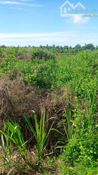 Cần bán đất mặt tiền đường dal lia thuộc ấp sâm bua xã lương Hòa Châu Thành TP Trà Vinh - 1