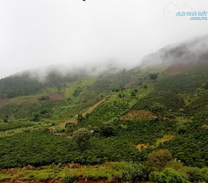 2hec TÀ NUNG- 20.000M- CÓ GIÁP SUỐI VIEW RỪNG THÔNG🌲CÁCH ĐÀ LẠT 15KM