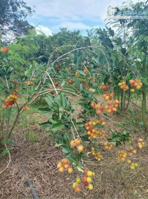 Vườn chôm chôm 3000m2 gần ngã tư Dầu Giây. Đường ô tô, có sẵn điện nước. Giá 500 triệu/sào - 4