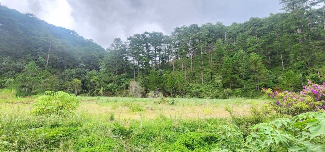 ĐẤT TẶNG CƠ SỞ KINH DOANH VIEW ĐỒI THÔNG SIÊU ĐẸP P10 5008m2  45 TỶ