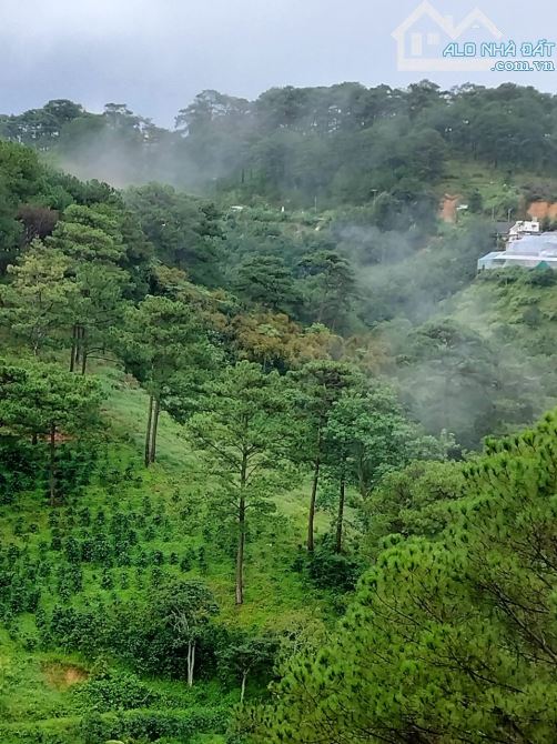 ĐẤT TẶNG CƠ SỞ KINH DOANH VIEW ĐỒI THÔNG SIÊU ĐẸP P10 5008m2  45 TỶ - 1