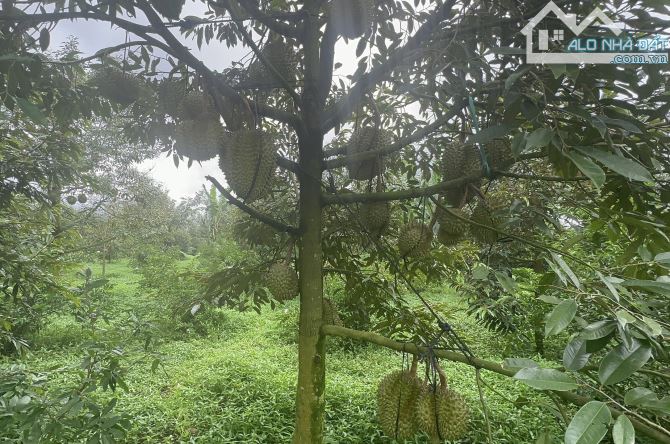 💎🤚Bán vườn trồng full sầu riêng Ngay gần UBND Tân lạc Bảo Lâm Bảo Lộc - 3