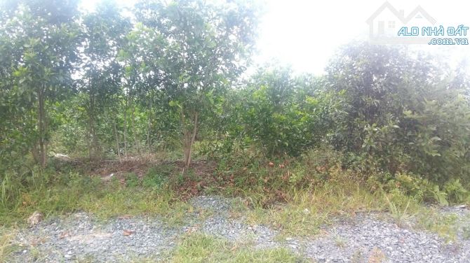 22.454m2 Thị xã Lagi cách Lý Thường Kiệt 900m, phủ hồng 19.000m2