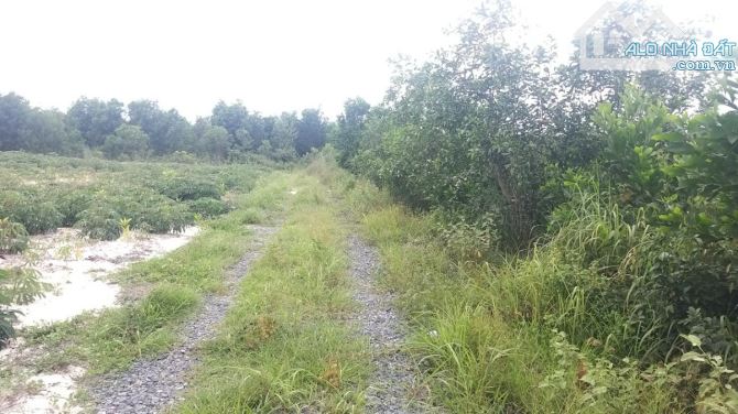 22.454m2 Thị xã Lagi cách Lý Thường Kiệt 900m, phủ hồng 19.000m2 - 3