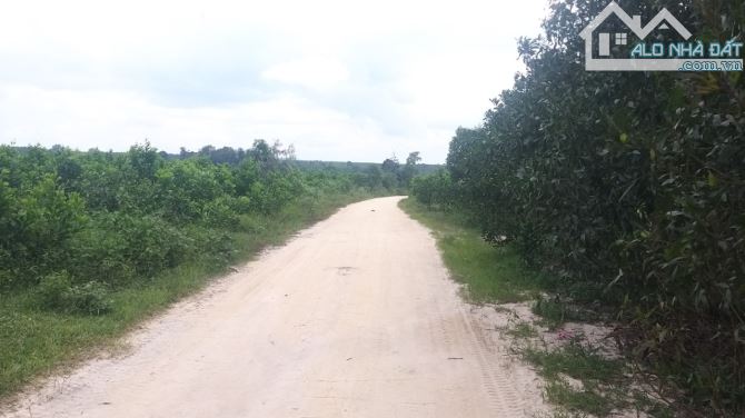22.454m2 Thị xã Lagi cách Lý Thường Kiệt 900m, phủ hồng 19.000m2 - 4
