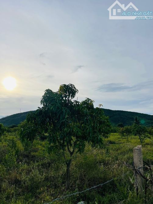 Siêu rẻ cần bán vườn xoài 500m - 1