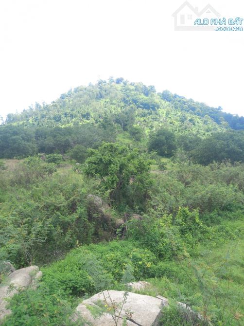 2,9 hecta View hồ, lưng tựa đồi, cách QL1A 800m, cáchnút giao cao tốc 4,5 km. - 2