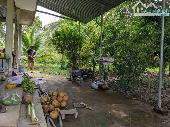 ✅KẸT TIỀN BÁN GẤP Châu Thành, TIỀN GIANG -  nhà và cây ăn trái 1500m2 - giá chỉ [3 tỷ]. - 9