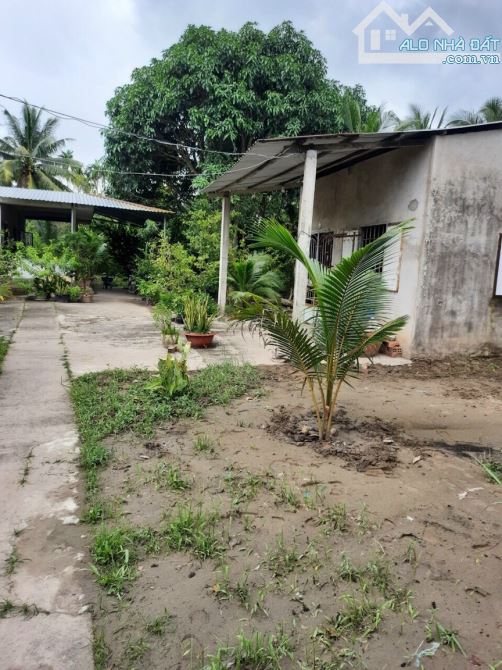 ✅KẸT TIỀN BÁN GẤP Châu Thành, TIỀN GIANG -  nhà và cây ăn trái 1500m2 - giá chỉ [3 tỷ]. - 10