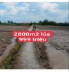 2800m2 lúa sát kcn an nhựt Tân _ Tân trụ Long An 999 triệu ( hàng thơm)