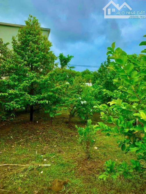 Giá 4,5 tỷ. Bán 978m đất vườn mặt tiền đường Bình Hoà Cây Dương, xã Bình Hoà, Vĩnh Cửu.