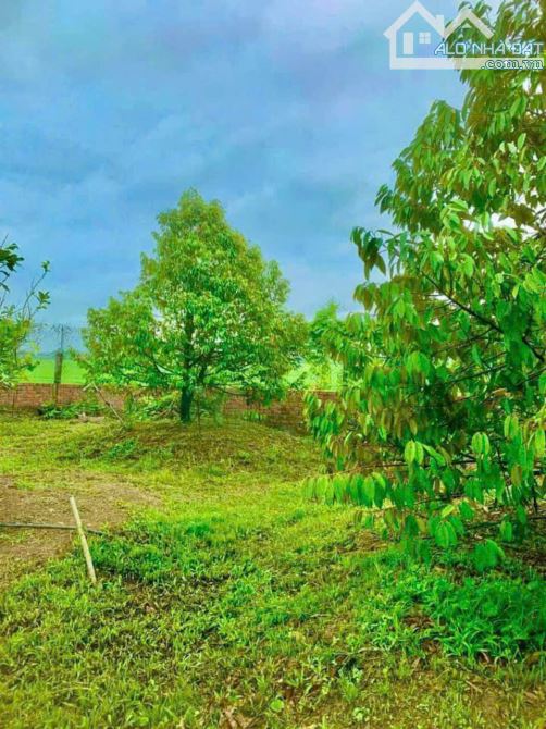 Giá 4,5 tỷ. Bán 978m đất vườn mặt tiền đường Bình Hoà Cây Dương, xã Bình Hoà, Vĩnh Cửu. - 2