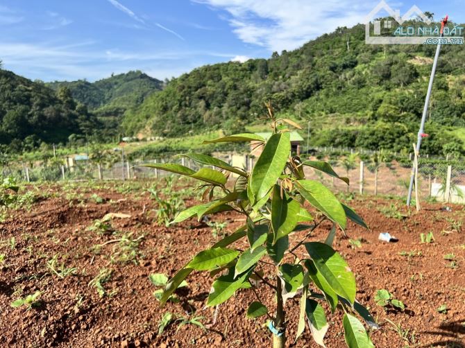 🔥🔥Siêu phẩm đất sào, đất view với 222m mặt tiền đường đá cấp phối, 3 mặt tiền đường bao