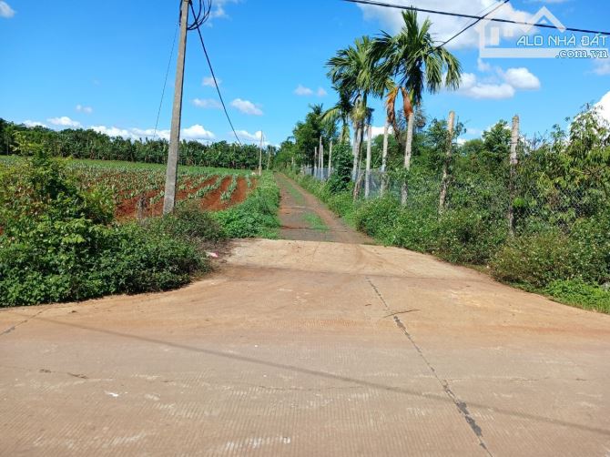 ❌❌Cần bán rẫy cà phê và sầu thu bói tại Thôn 7 Đạt Lý. Diện tích 1856m2, góc 2 mt