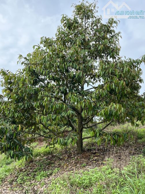 BÁN VƯỜN SẦU RIÊNG 20,000M2(2HA) NĂM THỨ 3 SẮP THU HOẠCH CHỈ 5 TỶ - 1