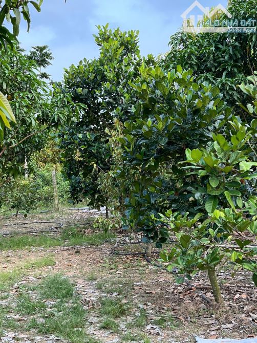 CÔ CHÚ LỚN TUỔI BÁN NHÀ VƯỜN 6236M2+NHÀ CẤP 4+ VƯỜN CÂY ĂN TRÁI KHU DÂN CƯ CHỈ 2TY5 - 3
