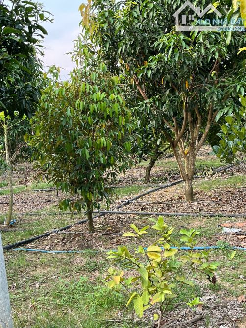 CÔ CHÚ LỚN TUỔI BÁN NHÀ VƯỜN 6236M2+NHÀ CẤP 4+ VƯỜN CÂY ĂN TRÁI KHU DÂN CƯ CHỈ 2TY5 - 5