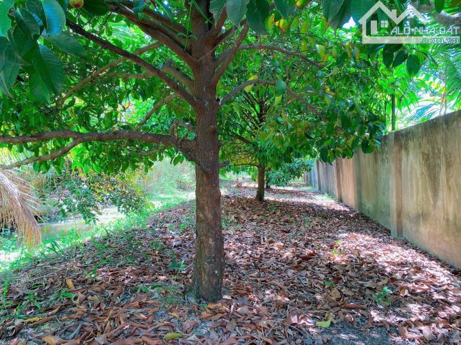 Bán vườn măng cụt 1000m2 thuộc Thường Thạnh - Cái Răng - TPCT - 1