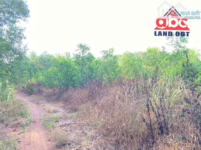Bán Đất Cách Đường QL1A 800m. Xã Bắc Sơn-TB, hơn 5000m2. SHR. Chỉ 10ty5 - 2