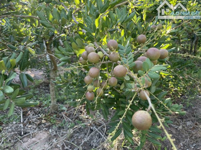 BÁN VƯỜN NHÃN 1.8HA BIỂN BÌNH CHÂU,MT ĐƯỜNG NHỰA THÔNG  RA BIỂN, CÁCH SUỐI NƯỚC NÓNG 1KM - 7