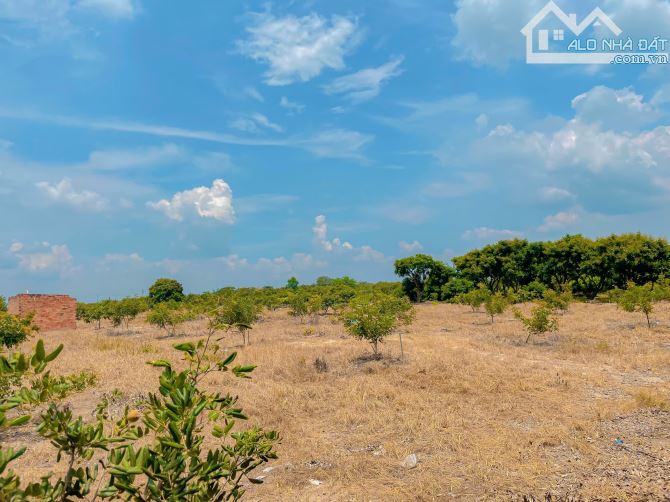 BÁN VƯỜN NHÃN 1.8HA BIỂN BÌNH CHÂU,MT ĐƯỜNG NHỰA THÔNG  RA BIỂN, CÁCH SUỐI NƯỚC NÓNG 1KM - 10