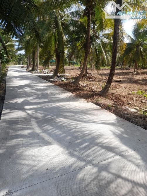 BÁN 1464M2 CLN HUY HOẠCH ĐẤT Ở, ĐƯỜNG 2.5 TẤN, AN PHƯỚC CHÂU THÀNH, BẾN TRE - 1