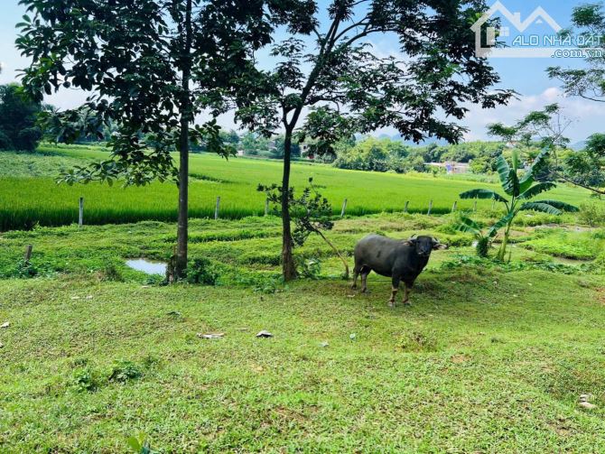 Bán đất đẹp 3325m view cánh đồng tại lương sơn - hoà bình - 2