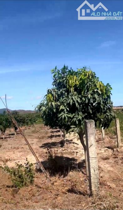 4,9 sào Tân Phúc, 2 mặt tiền 88x57, ô tô đến đất.
