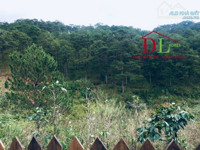 ⛺️🏞🏡  ĐẤT HOÀNG HOA THÁM 5.008M2 - SẴN 424M2 XD - VIEW TRỰC DIỆN ĐỒI THÔNG NGUYÊN SINH - 2