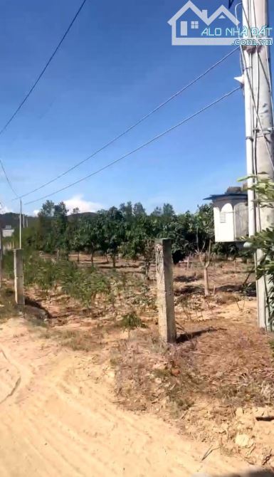 4,9 sào Tân Phúc, 2 mặt tiền 88x57, ô tô đến đất. - 4