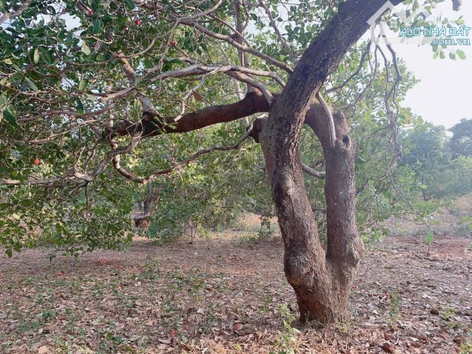 Bán khoảng 5 sào (5050m2) đất Sông Xoài, thị xã Phú Mỹ, BRVT. - 1